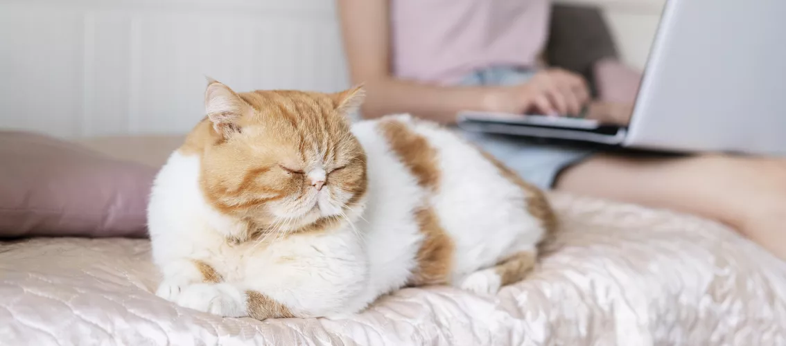 Close up of ginger and white cat with lady in the background on her laptop sitting on her bed