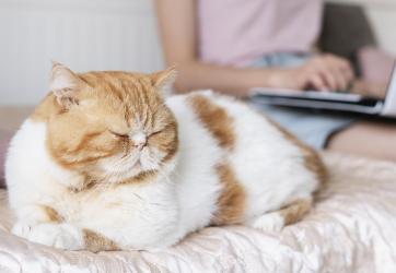 Close up of ginger and white cat with lady in the background on her laptop sitting on her bed